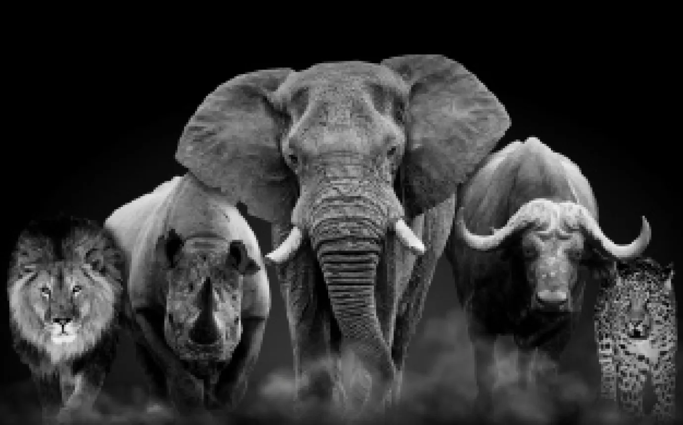 Big Five Expocadena